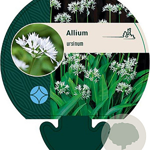 Allium ursinum GM P9
