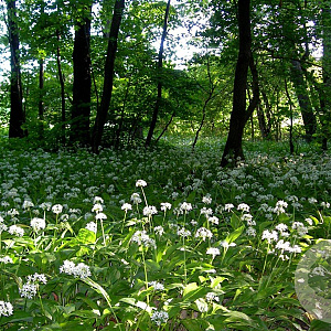 Allium ursinum GM P9