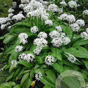 Allium ursinum GM P9