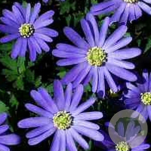 Anemone blanda GM P9