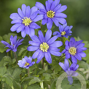 Anemone blanda GM P9