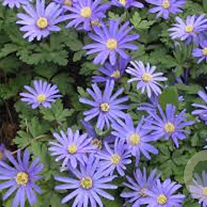 Anemone blanda 'Blue Shades' GM P9