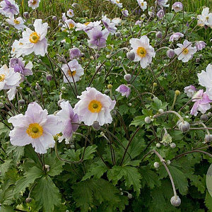 Anemone Dreaming Swan GM P9