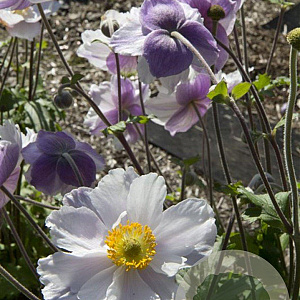 Anemone Dreaming Swan GM P9