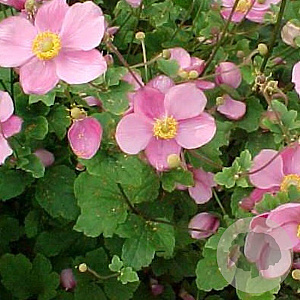 Anemone hupehensis GM P9