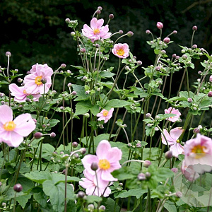 Anemone hyb. 'Elegans' GM P9