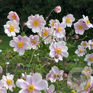 Anemone hyb. 'Elegans' GM P9