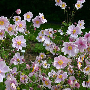 Anemone hyb. 'Elegans' GM P9