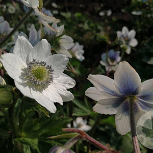 Anemone leveillei GM P9