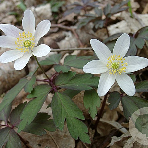 Anemone nemorosa GM P9