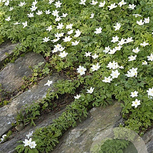 Anemone nemorosa GM P9
