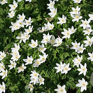 Anemone nemorosa GM P9