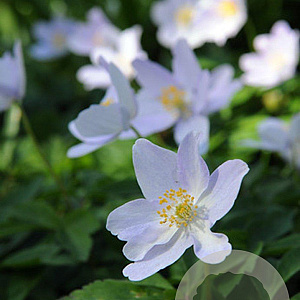 Anemone nemorosa GM P9