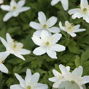 Anemone nemorosa GM P9
