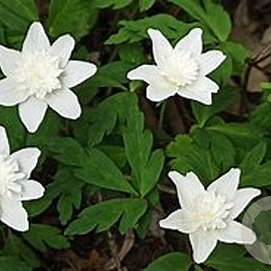 Anemone nem. 'Alba Plena' GM P9