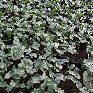 Arum italicum GM P9