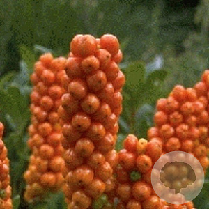Arum italicum GM P9