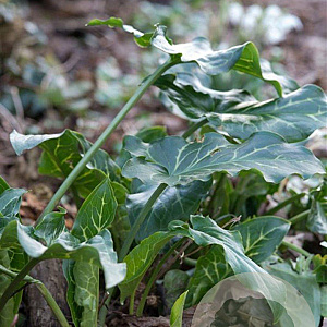 Arum italicum GM P9
