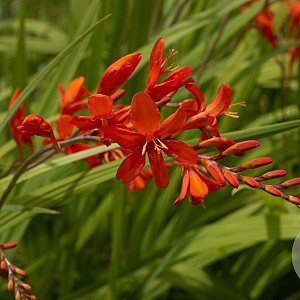 Crocosmia 'Atension' GM P9