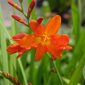 Crocosmia 'Constance' GM P9