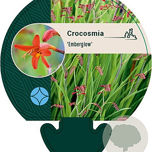 Crocosmia 'Emberglow' GM P9