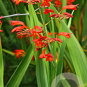 Crocosmia 'Emberglow' GM P9