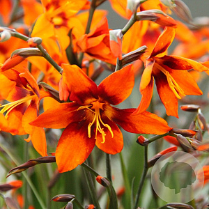 Crocosmia 'Emily McKenzie' GM P9
