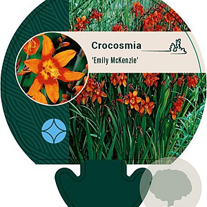 Crocosmia 'Emily McKenzie' GM P9