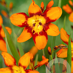 Crocosmia 'Emily McKenzie' GM P9