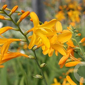 Crocosmia 'George Davidson' GM P9