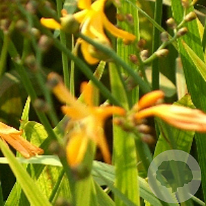 Crocosmia 'George Davidson' GM P9