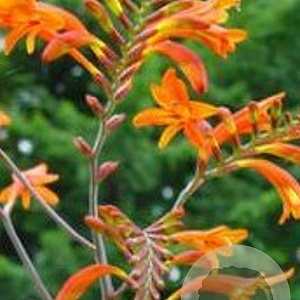 Crocosmia masoniorum GM P9