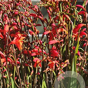 Crocosmia 'Red King' GM P9