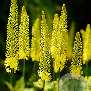 Eremurus stenophyllus ssp. Bungei GM P9