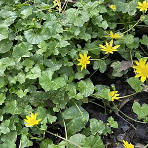 Ranunculus ficaria GM P9