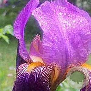 Iris (G) 'Alcazar' GM P9