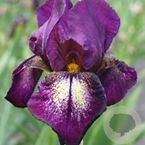 Iris (G) 'Attention Please' GM P9
