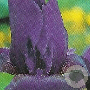 Iris (G) 'Black Knight' GM P9
