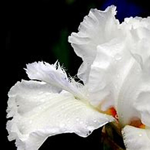 Iris (P) 'Bright White' GM P9