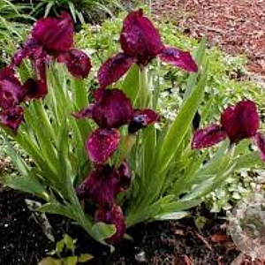 Iris (P) 'Cherry Garden' GM P9