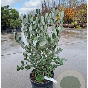 Acca sellowiana 60-80 cm 9L