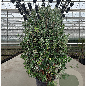 Acca sellowiana 125-150 cm 50L