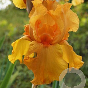 Iris (G) 'Feu du Ciel' GM P9