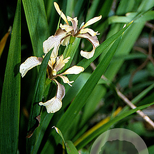 Iris foetidissima GM P9