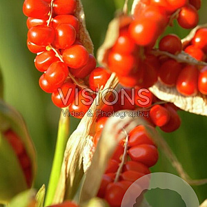 Iris foetidissima GM P9