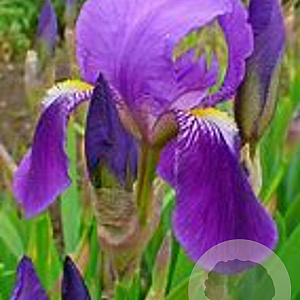 Iris germanica GM P9