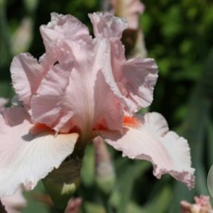 Iris germanica 'Cherubs Smile' GM P9