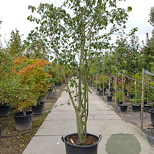 Acer davidii 350-400 cm container meerstammig