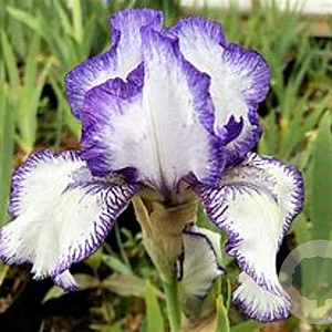 Iris germanica 'Corrida' GM P9