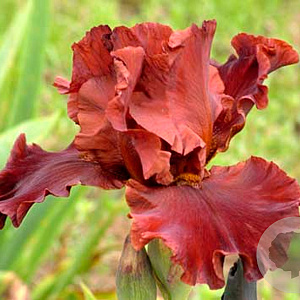 Iris germanica Warior King GM P9